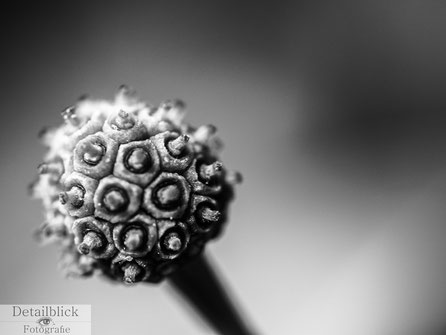 Makrofotografie eines Blütenkelchs