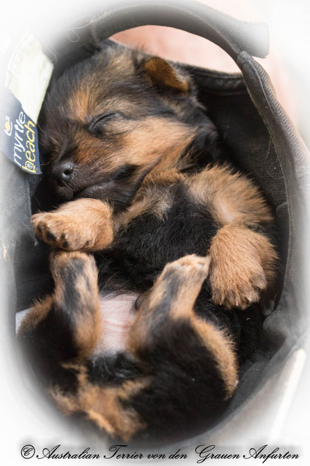  Australian Terrier Welpe Von den Grauen Anfurten schläft