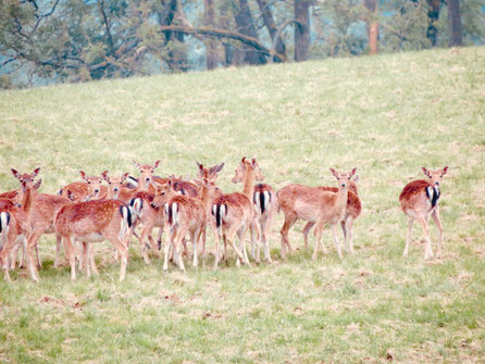 Rehgruppe, Sprung, Rehe auf Wiese