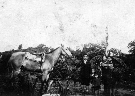 ラ・コルメナで飼われていた役馬。義勇軍の徴発後しばらくは、疲労でまともに立つこともできないほどだったという。