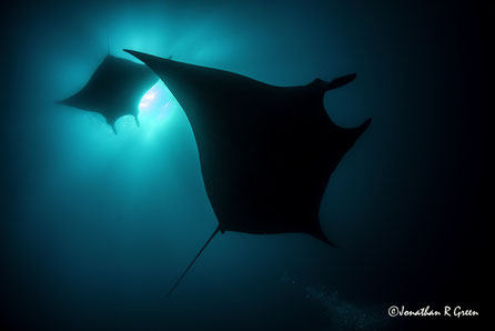 Two rays photographed from below