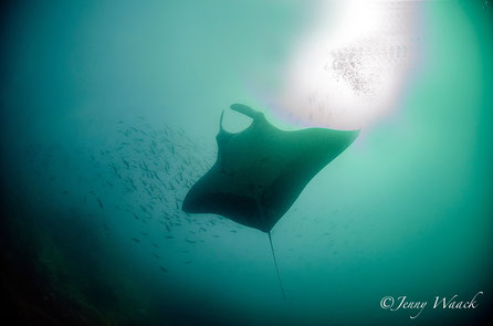 Underwater view of a giant manta ray silhouetted against the sunlight with a school of fish in the murky ocean waters, capturing a serene marine scene.