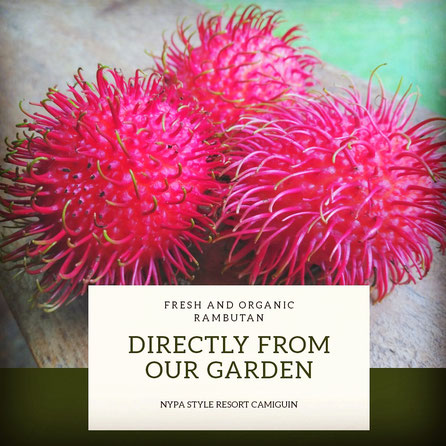 nypa style resort, camiguin, philippines, rambutan, seasonal fruit, sweet, red, harvest, feel the magic of nature, Nypa style is for you, italian resort in Camiguin, Italian resort in the Philippines