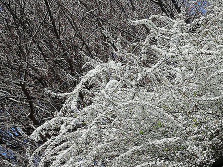 雪柳/鎌倉花便り3月