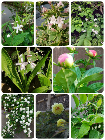 鎌倉花便り 花雅流 茶花 表参道 青山 広尾 鎌倉教室