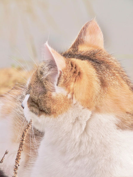 Chat écaille de tortue / tortoisehell cat / Bella / couleurs pastelles / pastel colors / photo de crystal Jones / Jardin secret de crystal Jones