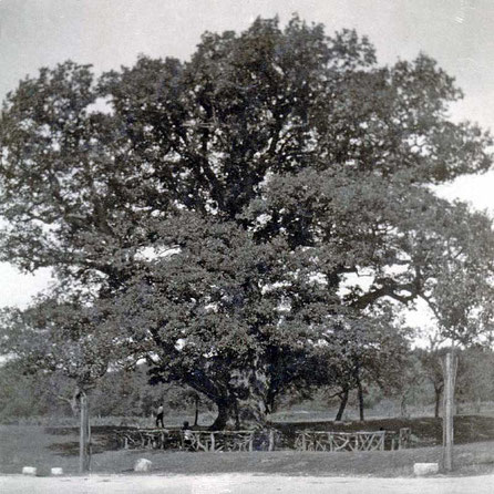 Königseiche um 1907, Foto von Erika Meyer