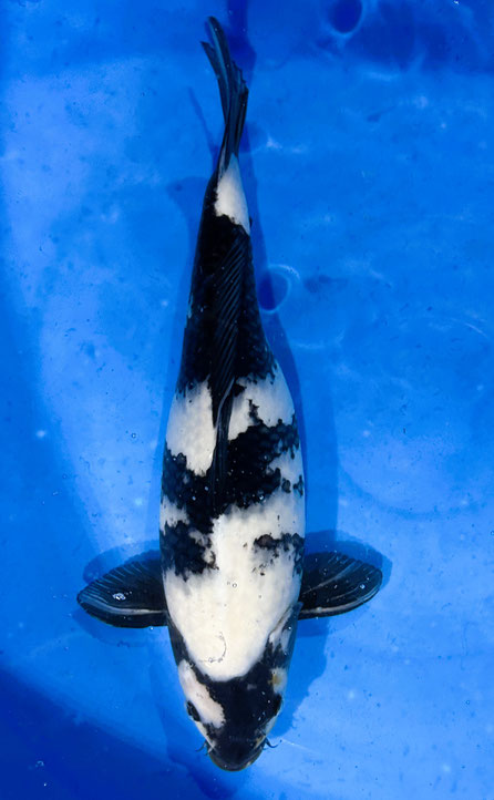 NND Nisai Shiro Utsuri, 37 cm, female, Preis 200 Euro, verk.