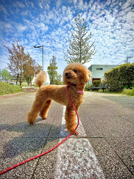 トリミングサロンあんず 磐田市　外観