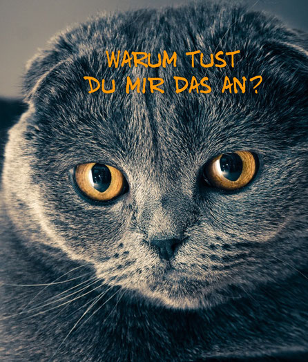 Farbbestimmung - Katze, Autorin: Birgitta Kuhlmey ...