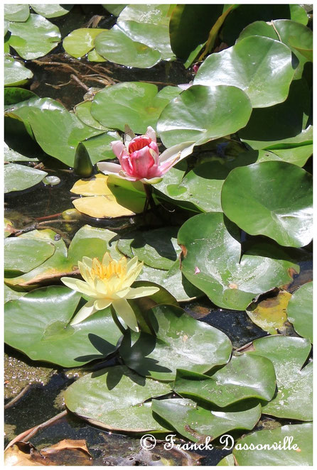 Maroc camping-car fourgon photo Franck Dassonville