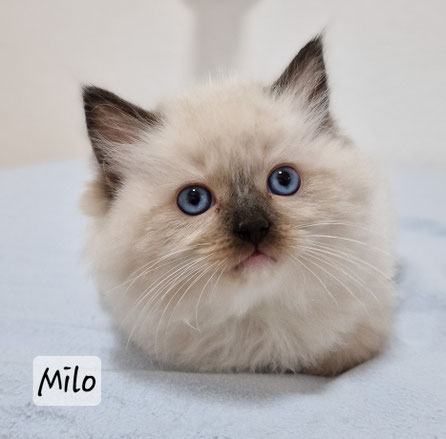 Milo mâle,  seal mitted, réservé