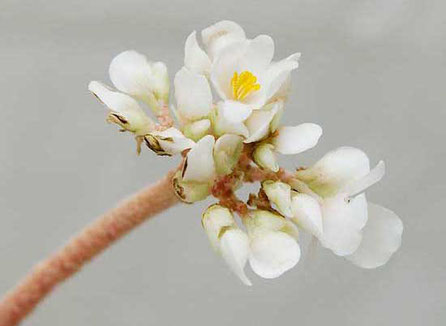 Begonia venosa