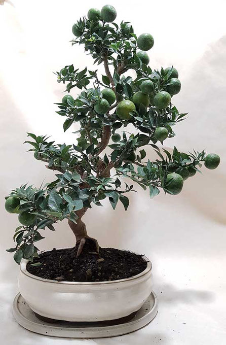 Bonsai Citrus myrtifolia 