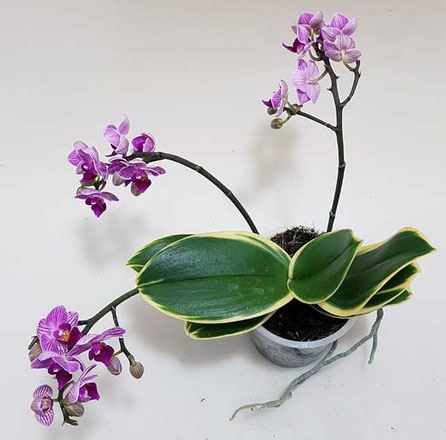 Orchidee Wien kaufen