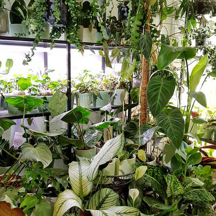 Pflanzen für Zimmer in Wien kaufen
