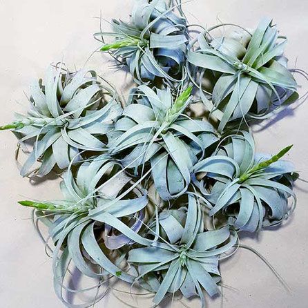 Tillandsia Kauf