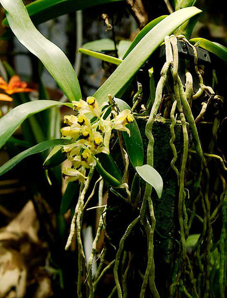 Orchideen in Wien kaufen