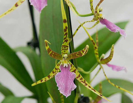 Orchidee Hybride Odontobrassia "Billabong" in Wien kaufen