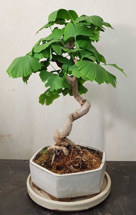 bonsai wien kaufen