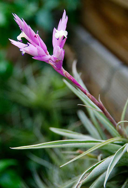 Tillandsia cacticola Blüte