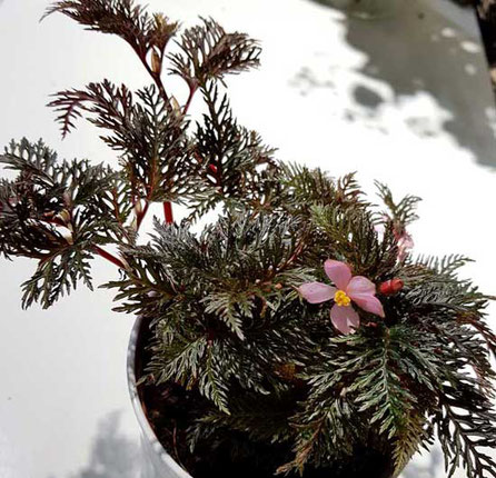 Begonia pipinnatifidia