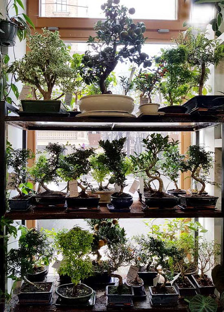 Zimmer - Bonsai bei Flowercompany in Wien kaufen