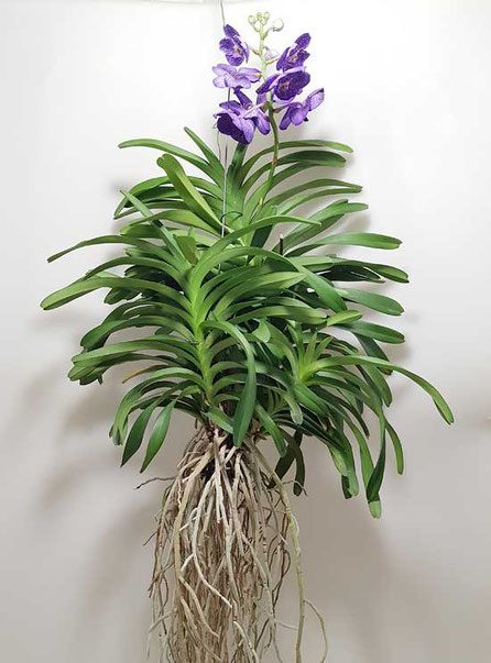 Vanda Orchidee Wien kaufen