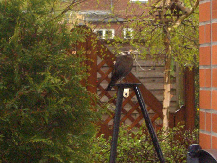 April 2010 taken on my terrace...