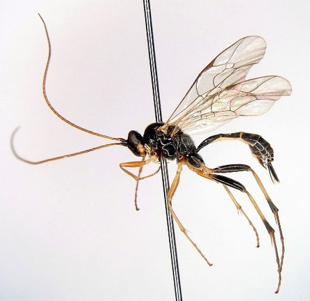 アシジロホシフタオヒメバチ Astiphromma nigriventris Nakanishi, 1969 ♀