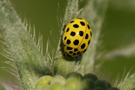 Zweiundzwanzigpunkt (Psyllobora vigintiduopunctata)