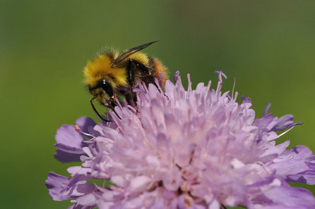 Wiesenhummel Königin