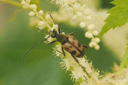 Gelber Vierfleckbock (Pachyta quadrimaculat)