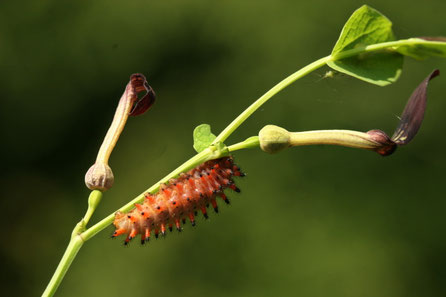 Raupe Osterluzeifalter Zerynthia polyxena