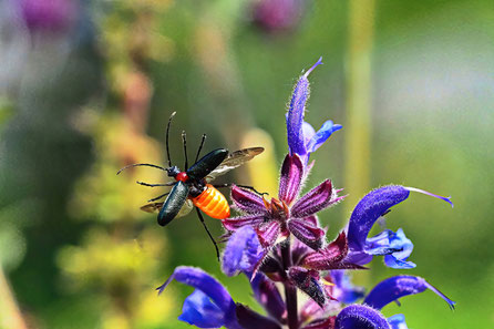 Blaubock (Carilia virginea)