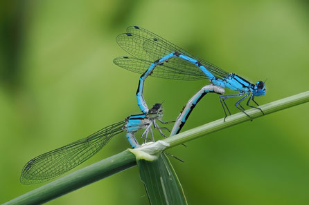 Weibchen auch in blauer Zeichnung