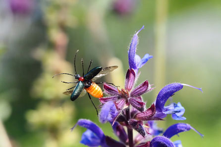 Blaubock (Carilia virginea)