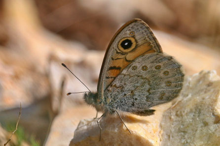 Braunauge (Lasiommata maera)