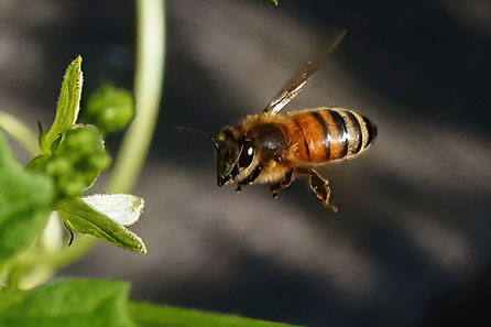 Honigbiene (Apis melifera) syn Buckfast