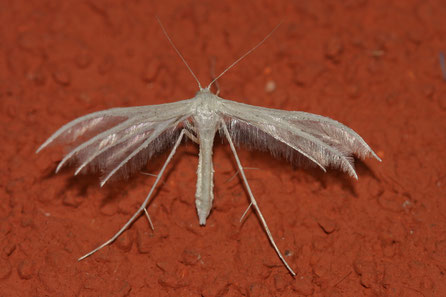 Danke an M. Morath -                                         Weiße Winden-Federmotte  Pterophorus pentadactyla 