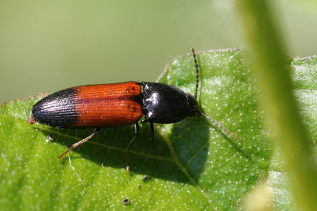 Gegürtelter Schnellkäfer Ampedus balteatus