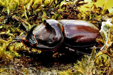 Nashornkäfer (Oryctes nasicornis)