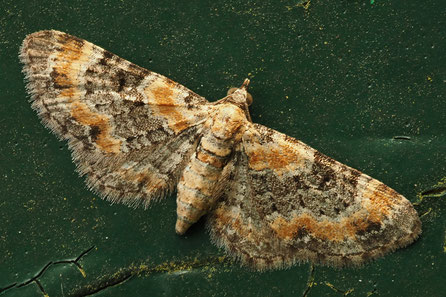 Eupithecia linariata 