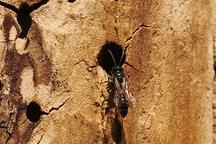 Grabwespe Crossocerus nigritus