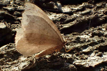 Kleiner Frostspanner (Operophtera brumata)