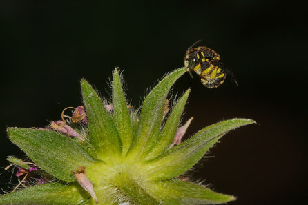 Zwergharzbiene (Anthidium strigatum)