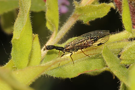 Kamelhalsfliege   (Phaeostigma notata)