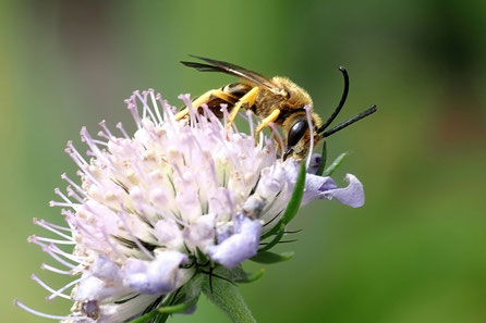 Gelbbindige Furchenbiene Halictus scabiosae