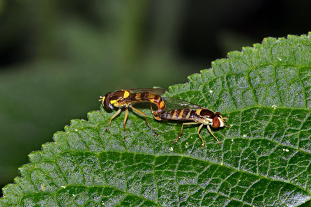 Hainschwebfliege (Episyrphus balteatus)