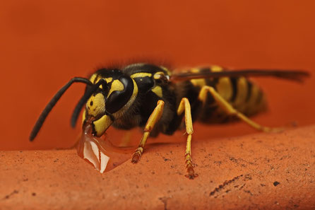 Wespe mit Wassertropfen Reflexarmes Blitzfoto durch Diffusor